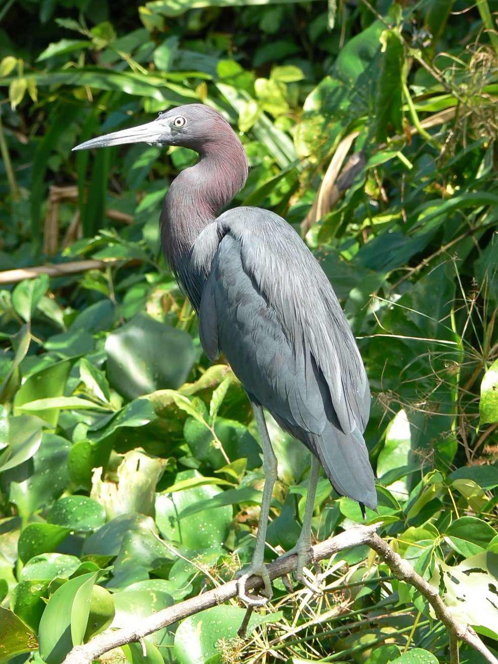 Тортугеро Национальный парк, Лимон провинция, Коста-Рика, фото № 40324 – фотографии Коста-Рики