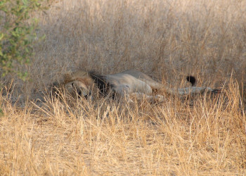 Kruger_lion – фотографии ЮАР