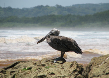 Плайя Носара, Гуанакасте провинция, Коста-Рика, фото № 39627 – фотографии Коста-Рики