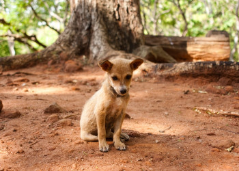Шри-Ланка. Фото 5 – фотографии Шри-Ланки