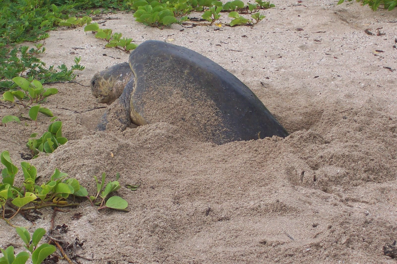 Плайя Джуионес, Гуанакасте провинция, Коста-Рика, фото № 39502 – фотографии Коста-Рики