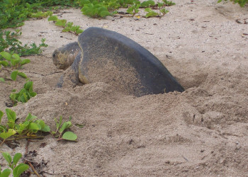 Плайя Джуионес, Гуанакасте провинция, Коста-Рика, фото № 39502 – фотографии Коста-Рики