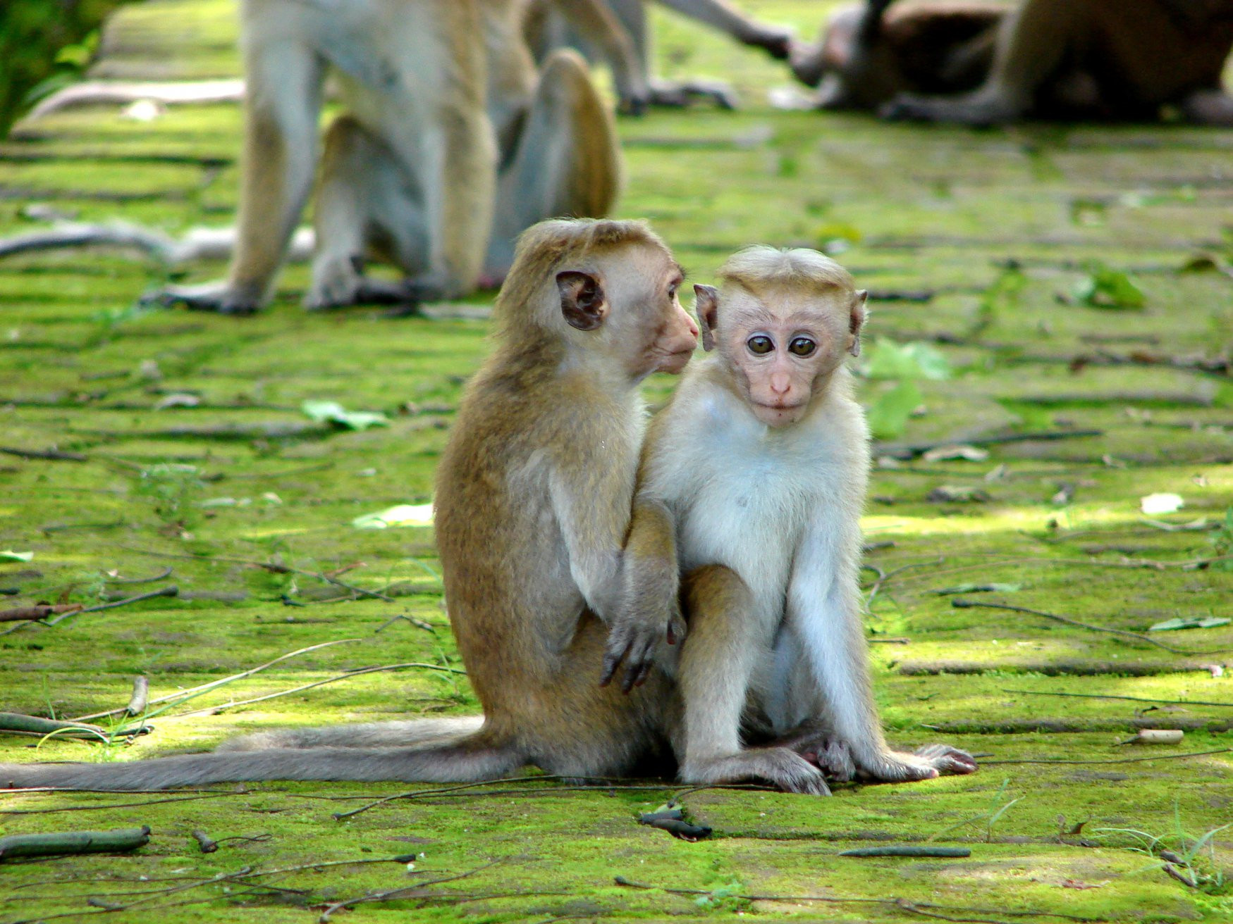 Полоннарува, Шри-Ланка, фото № 52172 – фотографии Шри-Ланки
