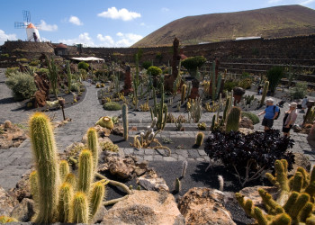Кактусовый сад (Jardin de Cactus) на острове Лансароте – фотографии Канарских островов