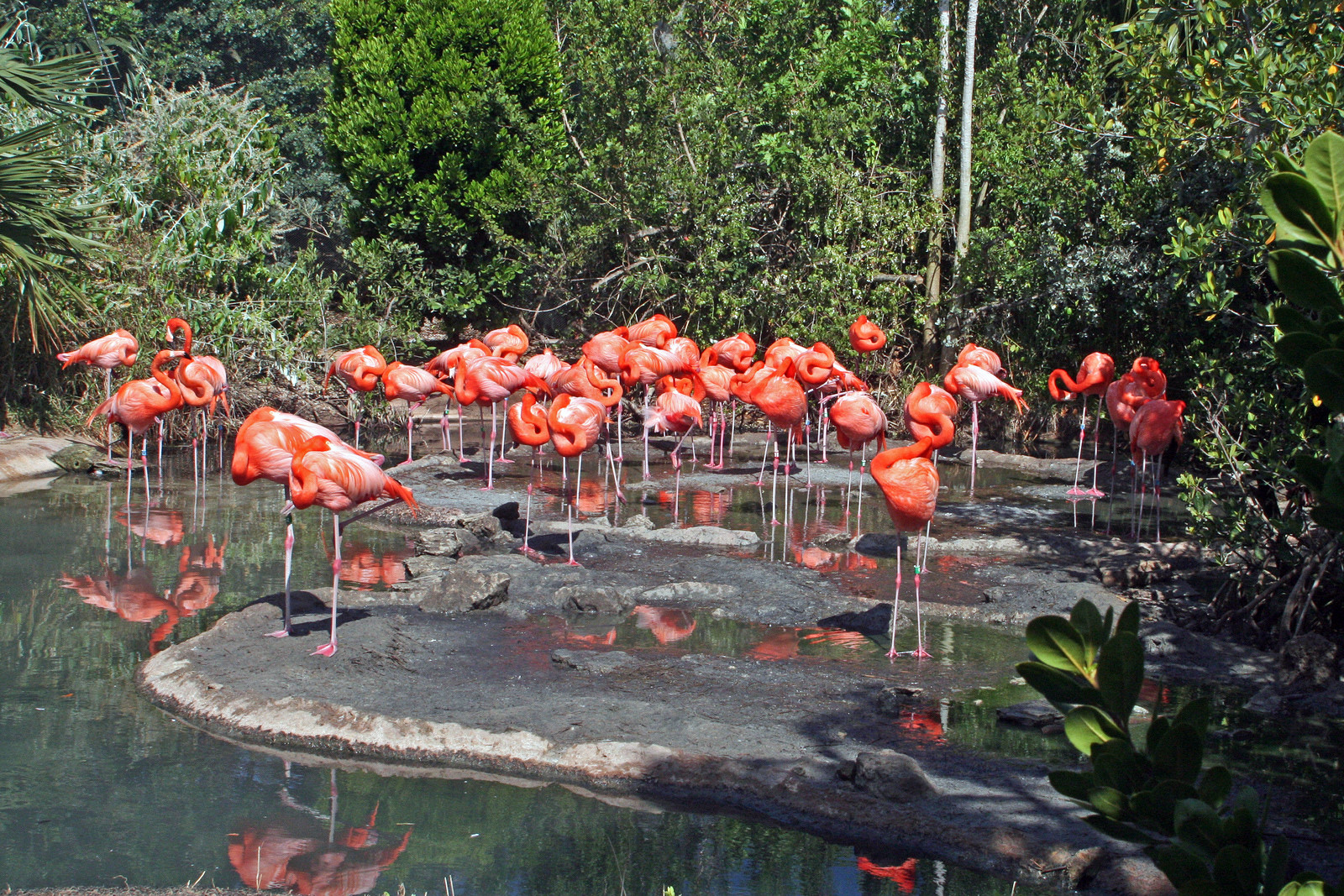 Зоопарк в районе Гамильтона. Фото 5 – фотографии Бермудских островов