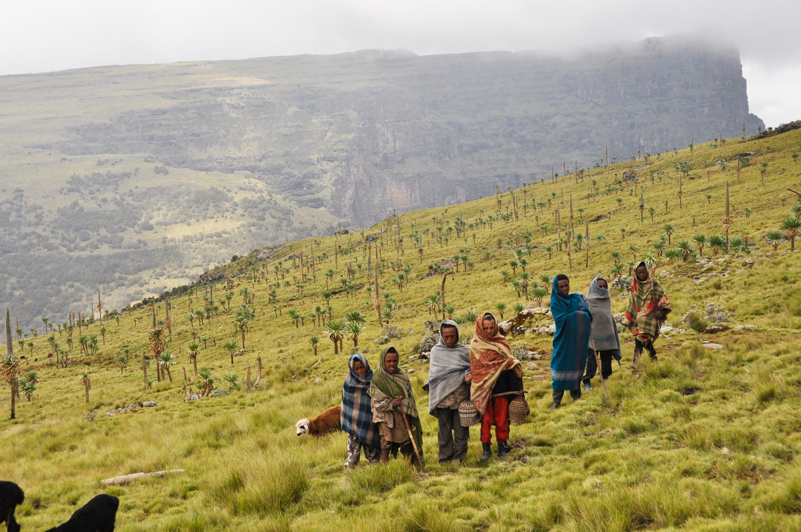 Горы Национального парка – фотографии Эфиопии
