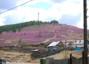 Деревня в Дарасун, Россия – фотографии России