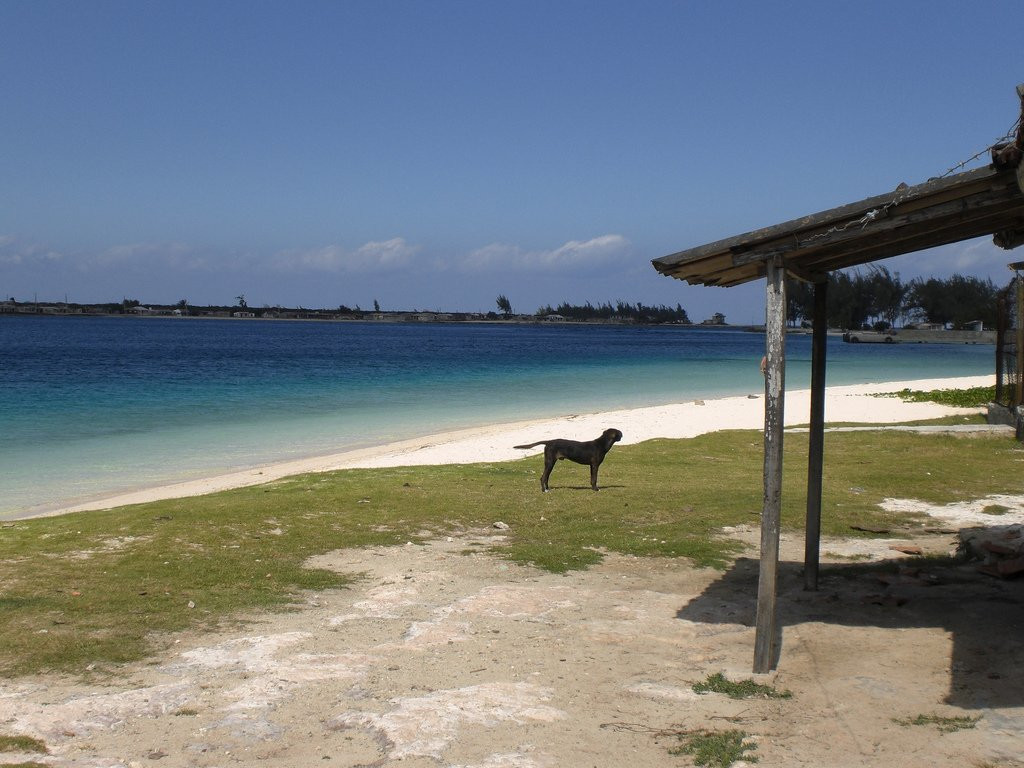 Собака на пляже в Лас Тунас, Куба – фотографии Кубы