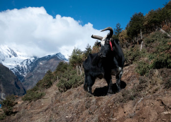 Местный бык – фотографии Непала