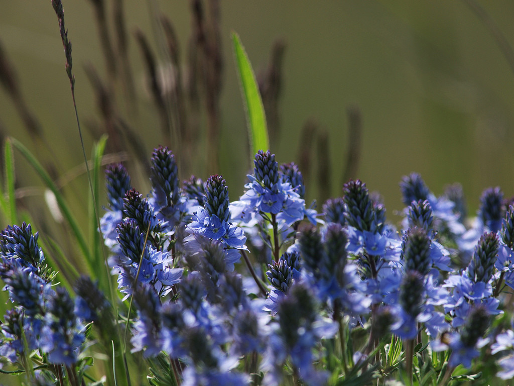 Цветущий Мускари. Нойзидлерзе-Зевинкель — национальный парк. Австрия – фотографии Австрии
