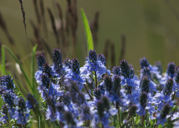 Цветущий Мускари. Нойзидлерзе-Зевинкель — национальный парк. Австрия – фотографии Австрии