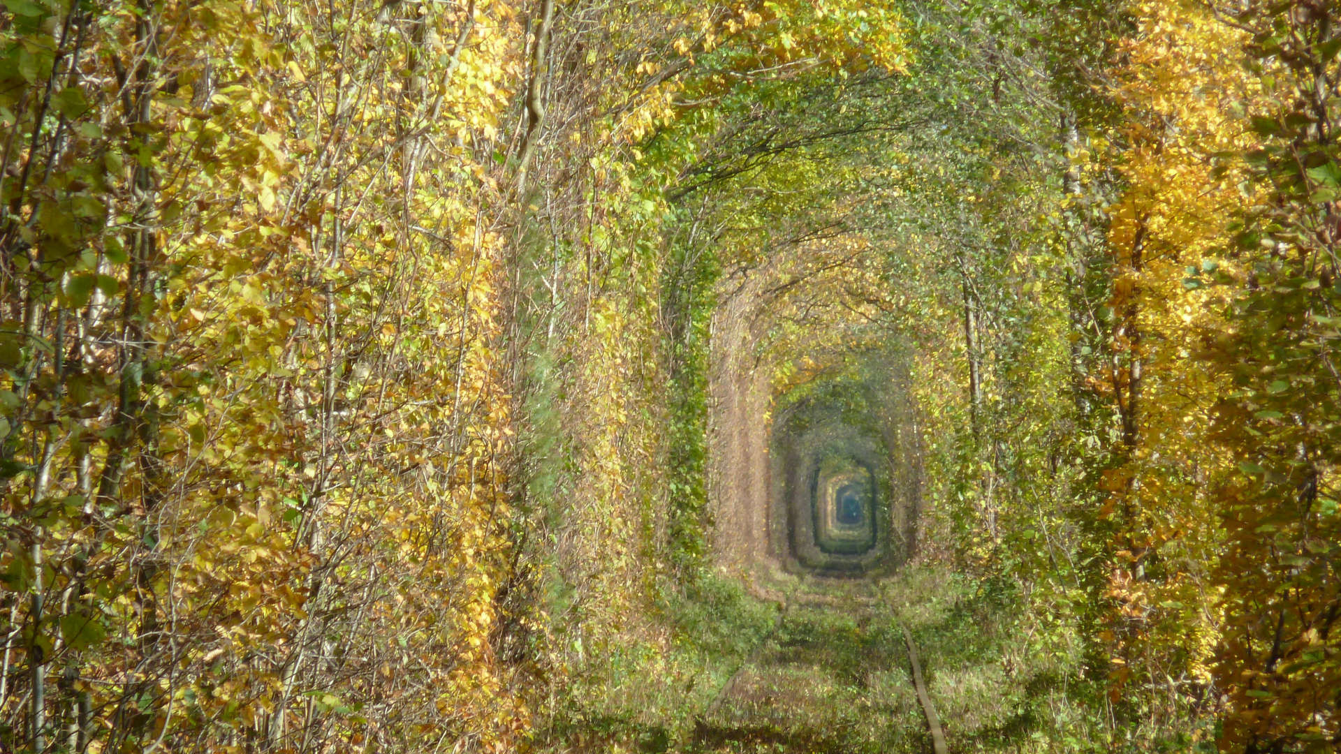 Тоннель любви (Tunnel of Love), посёлок Клевань, Ровно, Украина – фотографии Украины