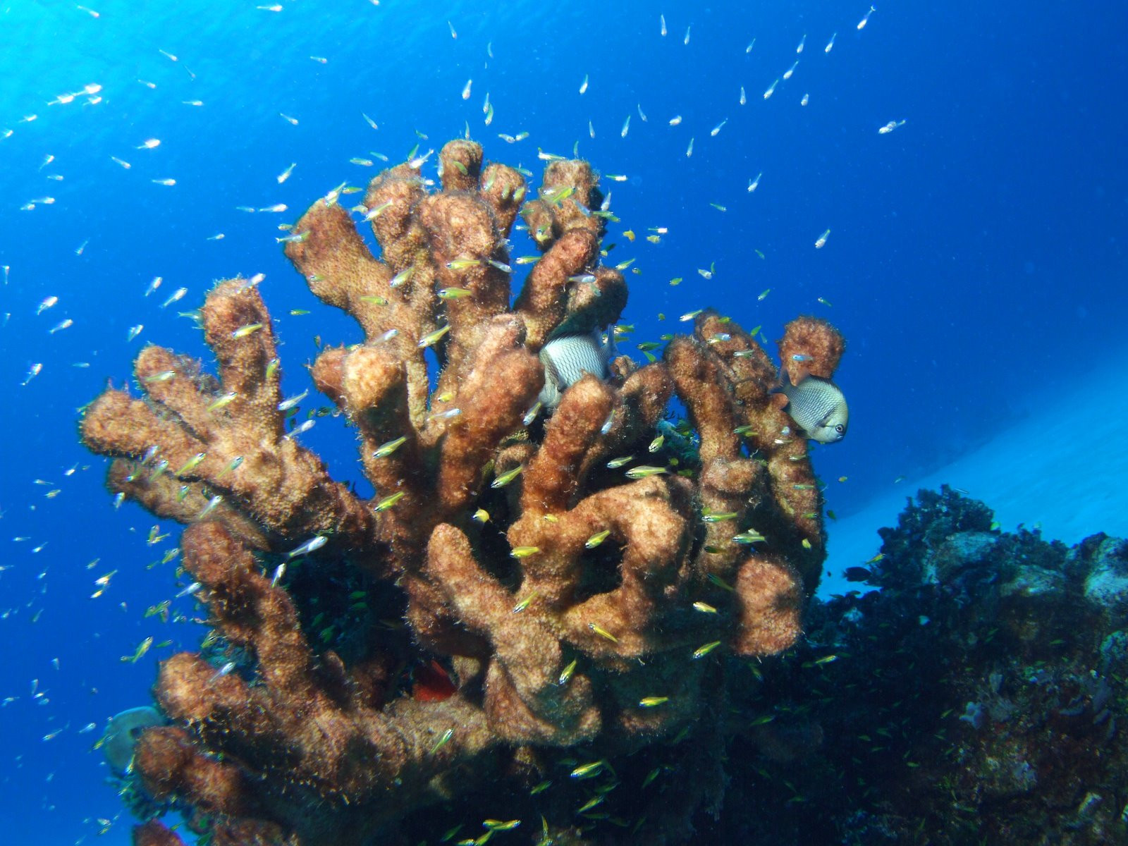 Рота остров, Северные Марианские острова, фото № 73127 – фотографии Северных Марианских островов