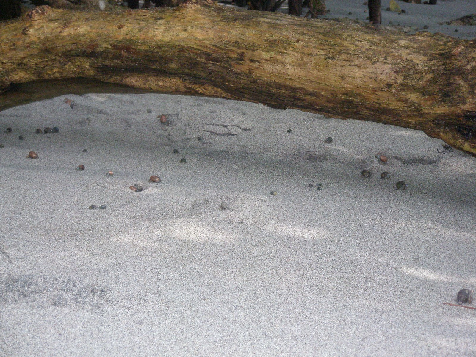 Мануэль Антонио, Пунтаренас провинция, Коста-Рика, фото № 40639 – фотографии Коста-Рики