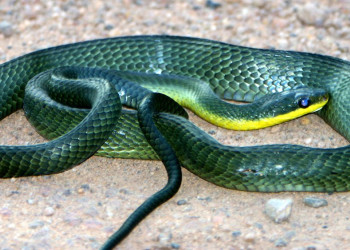 Суринам, фото № 4609 – фотографии Суринама