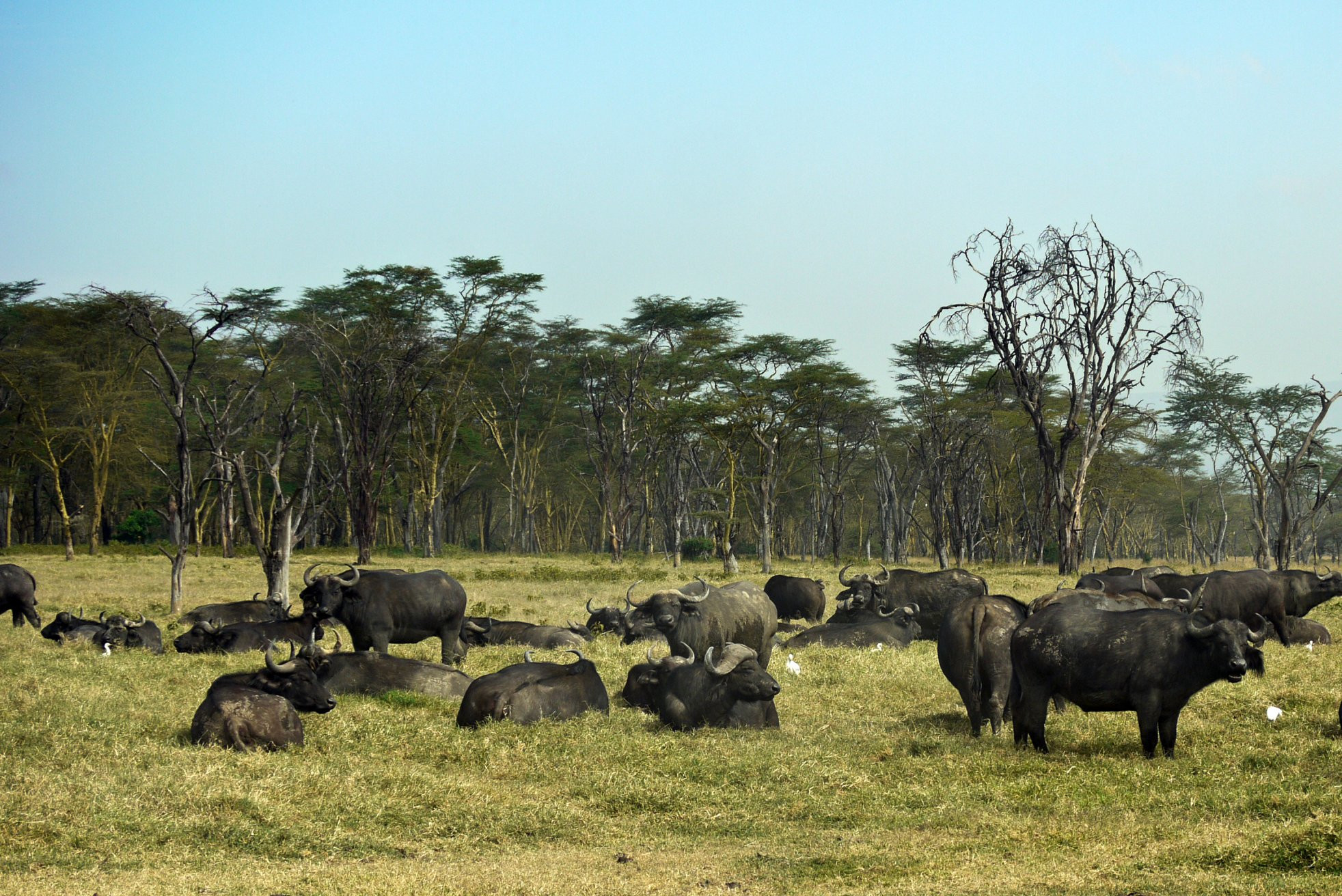 Накуру Озеро Национальный Парк, Кения, фото № 78560 – фотографии Кении