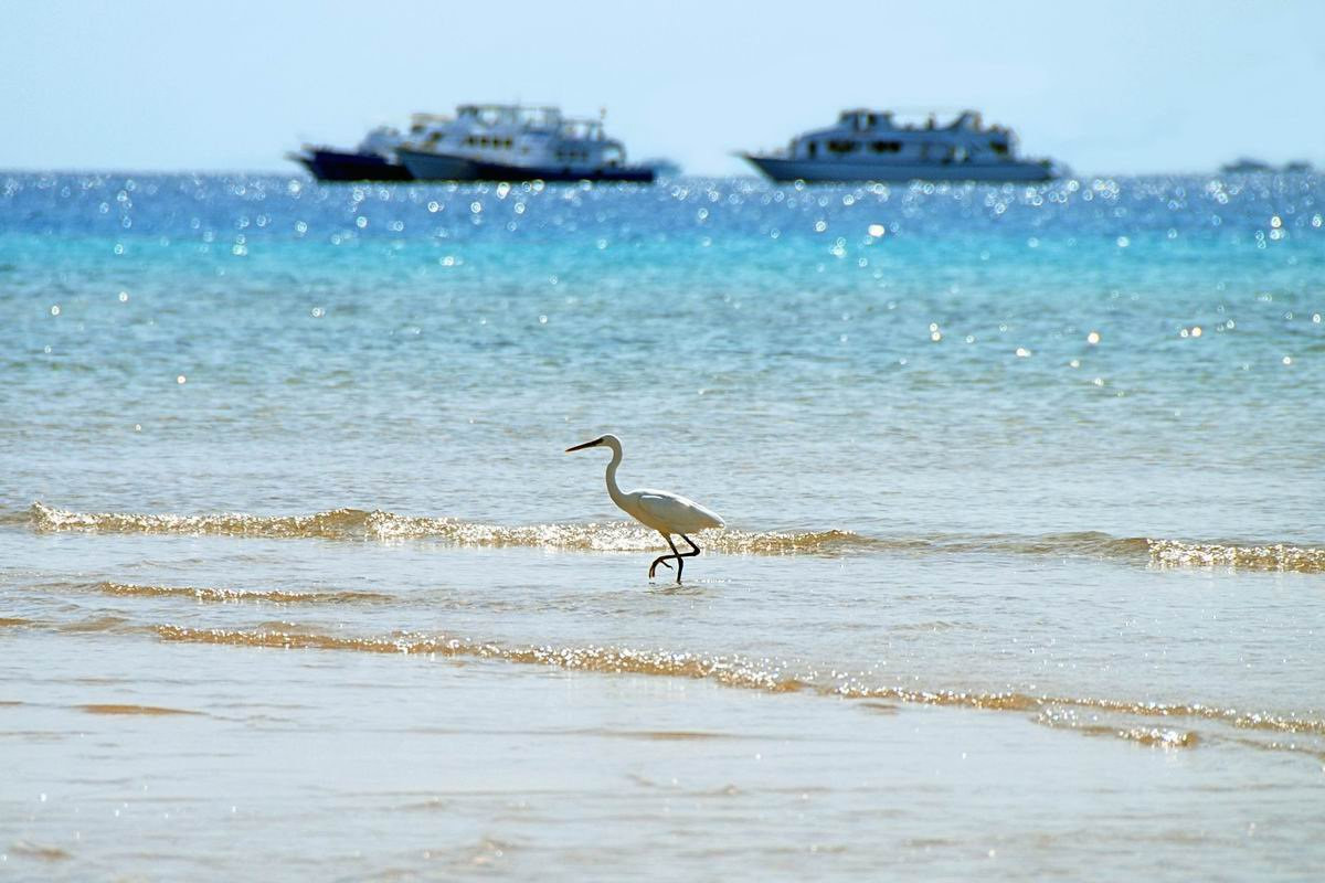 Сома-Бэй, Египет, фото № 35422 – фотографии Египта