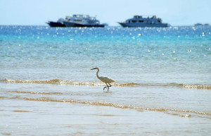 Сома-Бэй, Египет, фото № 35422 – фотографии Египта