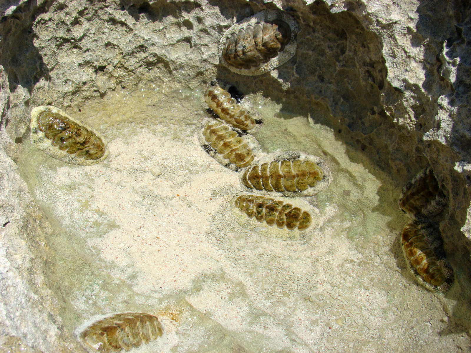 Не поняла что это – фотографии Тёркс и Кайкос