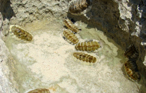 Не поняла что это – фотографии Тёркс и Кайкос