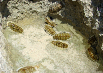 Не поняла что это – фотографии Тёркс и Кайкос