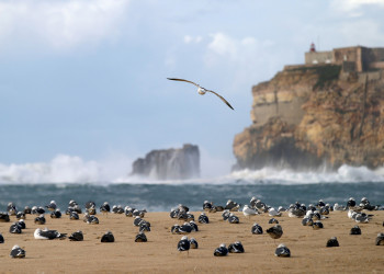 Побережье Назаре, Португалия. Фото 1 – фотографии Португалии