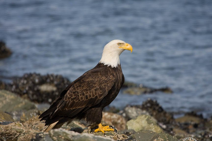 Аляска штат, США, фото № 67712 – фотографии США