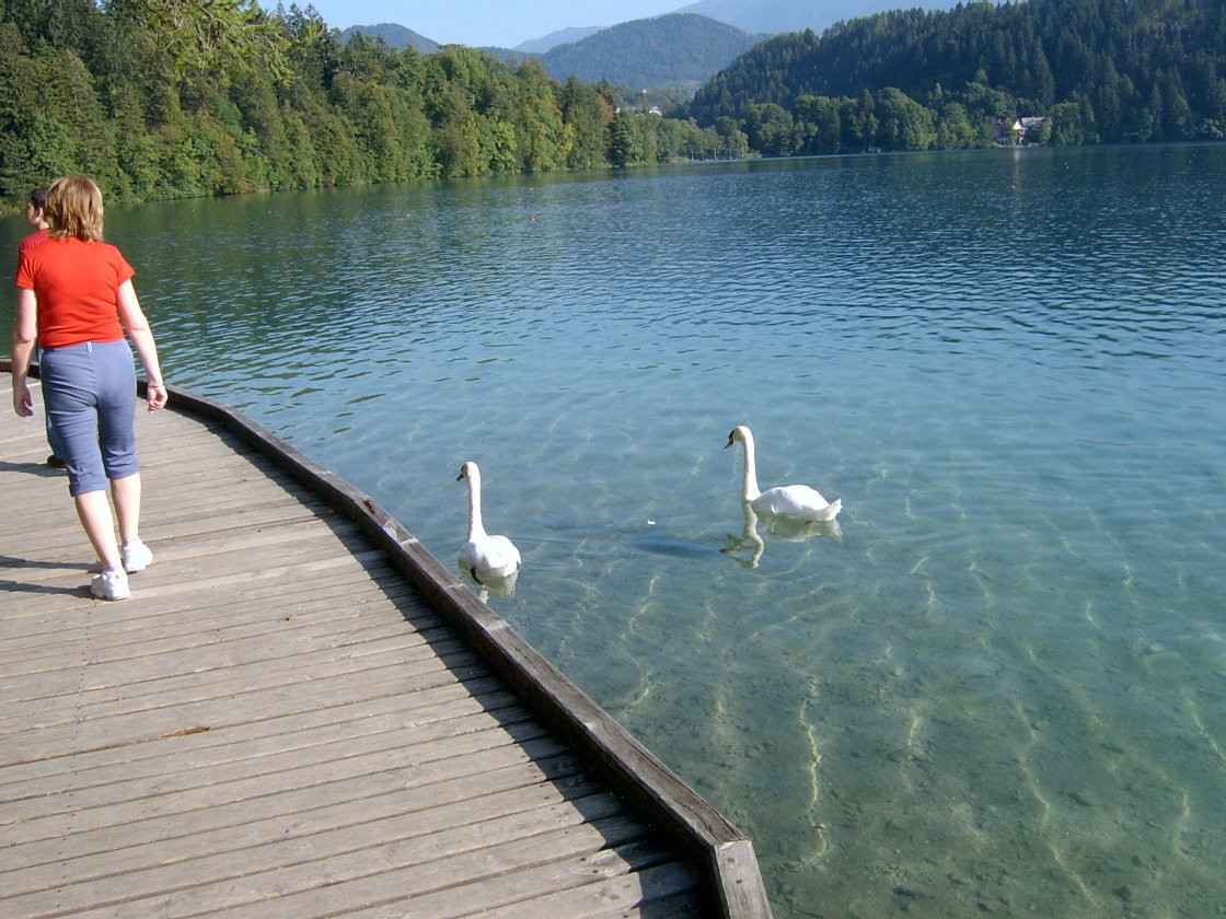 Блед Озеро, Словения, фото № 56830 – фотографии Словении