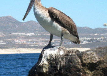 Лос-Кабос, Мексика, фото № 43573 – фотографии Мексики