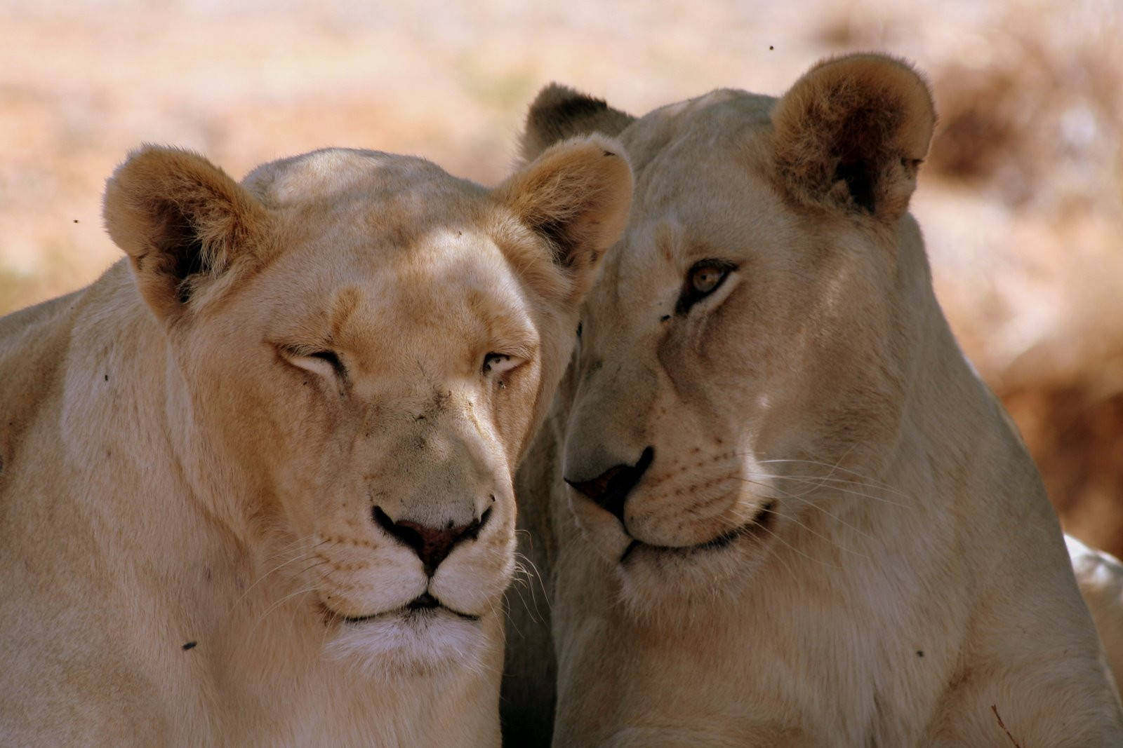 ЮАР, фото № 1618 – фотографии ЮАР