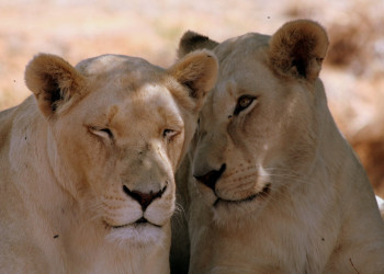 ЮАР, фото № 1618 – фотографии ЮАР