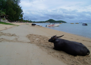 Животные на пляже в Бопхут-Бич, Тайланд – фотографии Таиланда