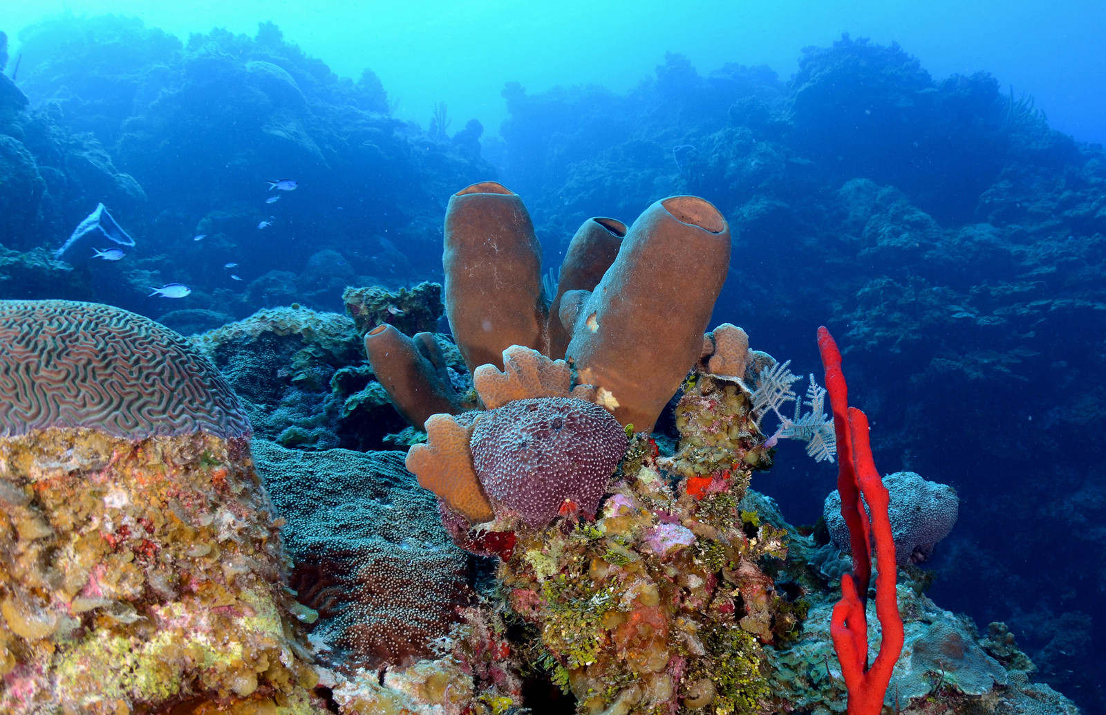 Дайвинг у Литтл-Каймана, Каймановы острова. Фото 1 – фотографии Каймановых островов