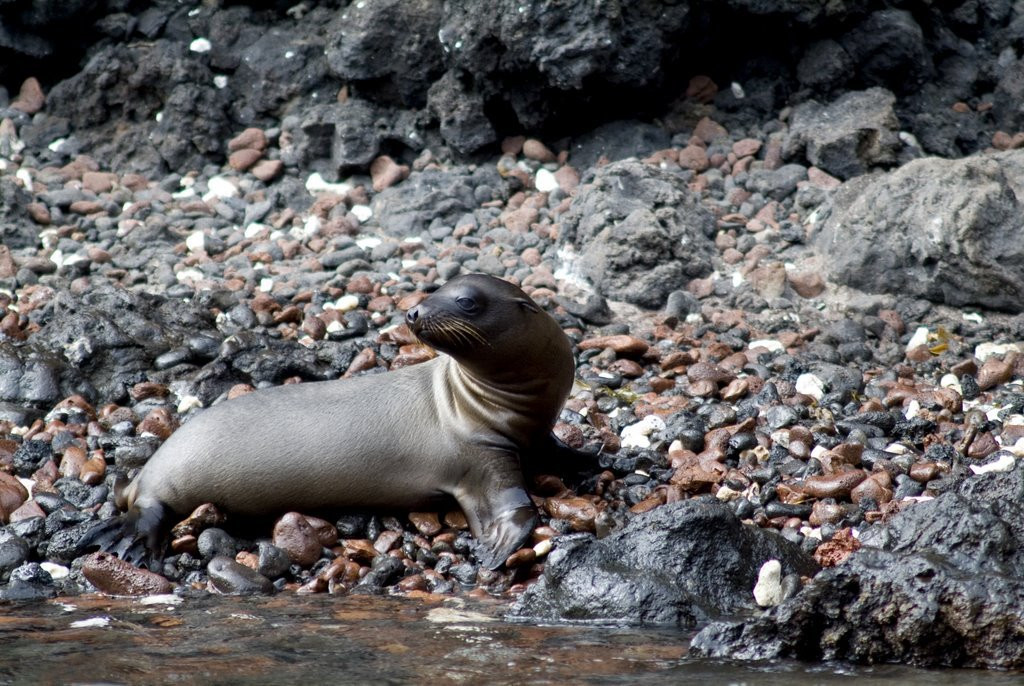 Галапагосские острова, Эквадор, фото № 68199 – фотографии Эквадора