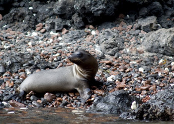 Галапагосские острова, Эквадор, фото № 68199 – фотографии Эквадора