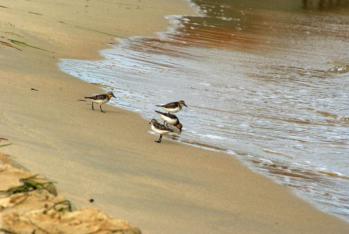 Птицы в Лазовском заповеднике, Россия. Фото 1 – фотографии России