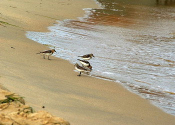 Птицы в Лазовском заповеднике, Россия. Фото 1 – фотографии России