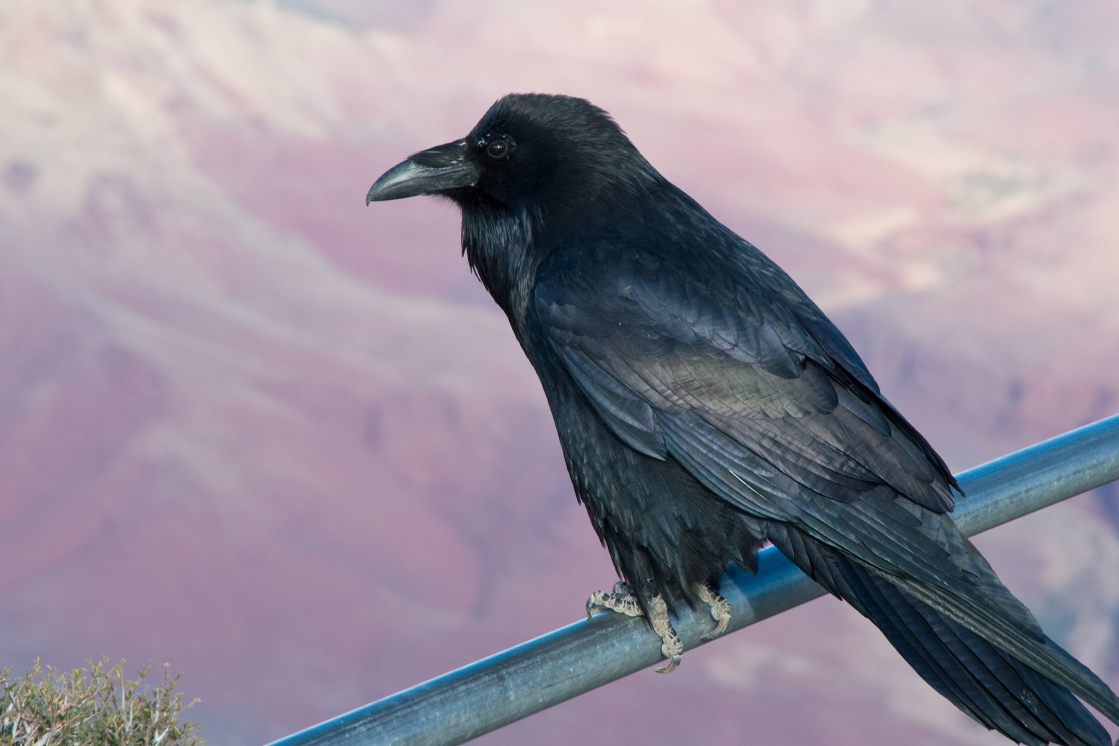 Гранд-Каньон Национальный парк, Аризона штат, США, фото № 67801 – фотографии США