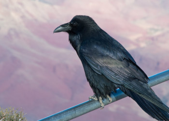 Гранд-Каньон Национальный парк, Аризона штат, США, фото № 67801 – фотографии США