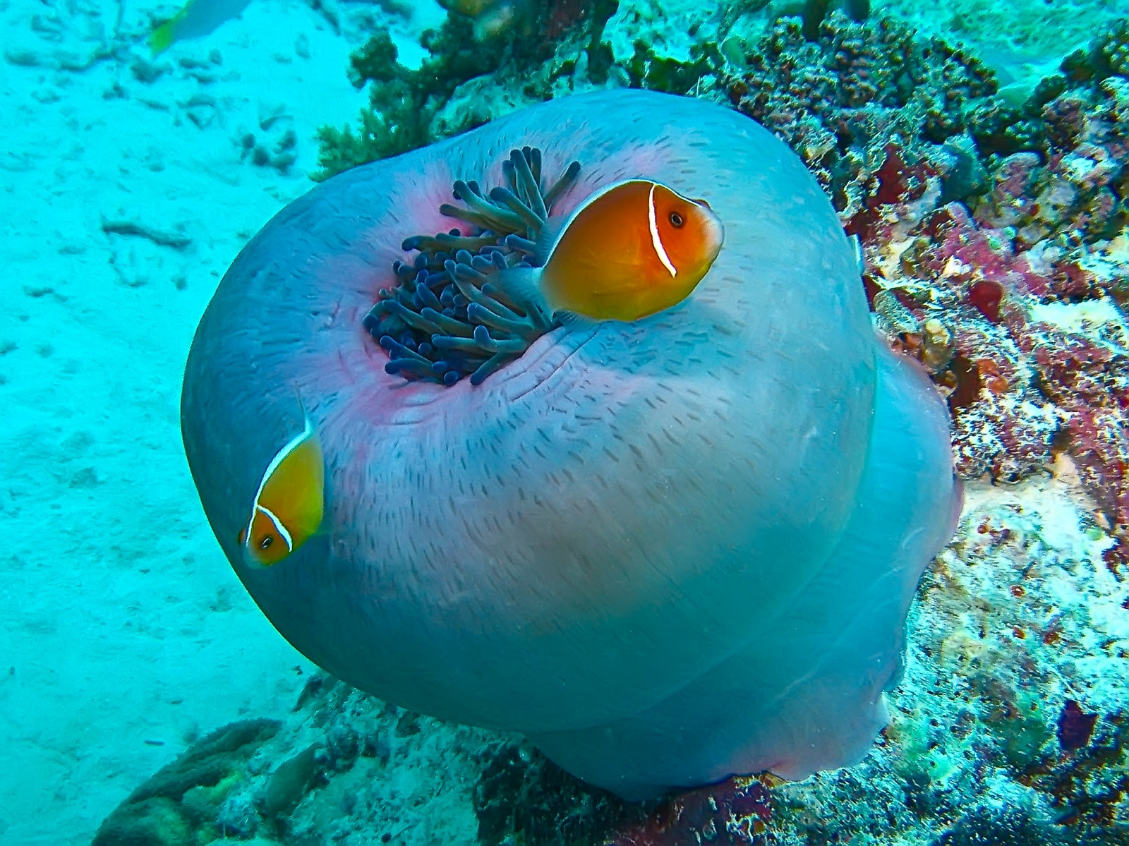 Подводный мир островов Палау – фотографии Палау