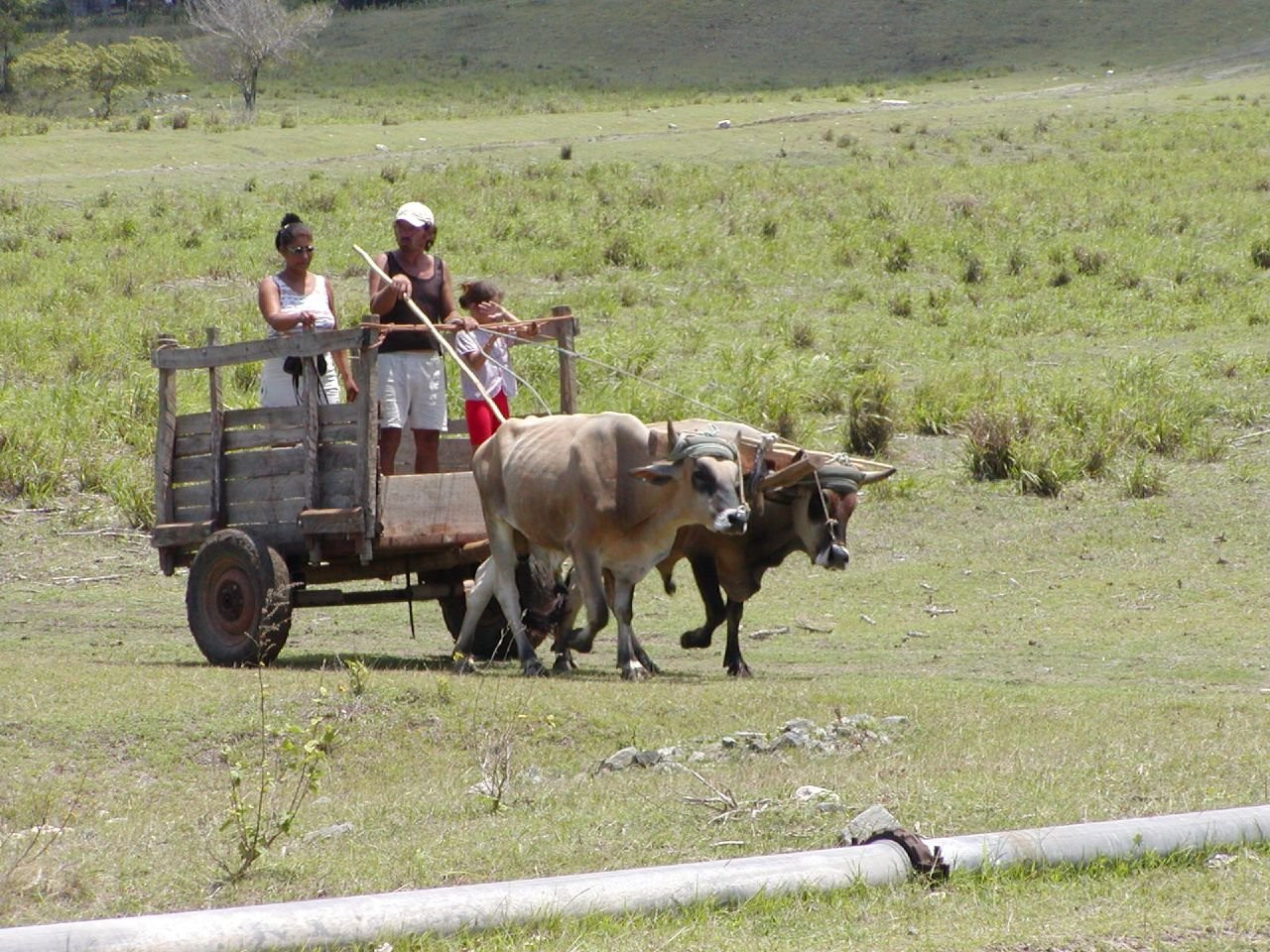 Люди и Животные в Ольгин провинция, Куба – фотографии Кубы