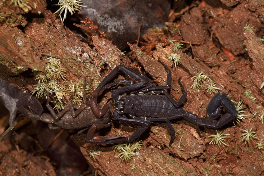 Французская Гвиана, фото № 2127 – фотографии Французской Гвианы