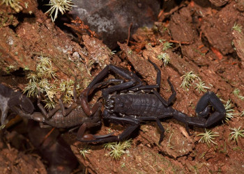 Французская Гвиана, фото № 2127 – фотографии Французской Гвианы