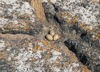 Остров Кий, Россия. Фото 8 – фотографии России