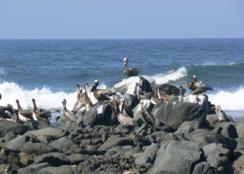 Мансанильо, Мексика, фото № 43676 – фотографии Мексики