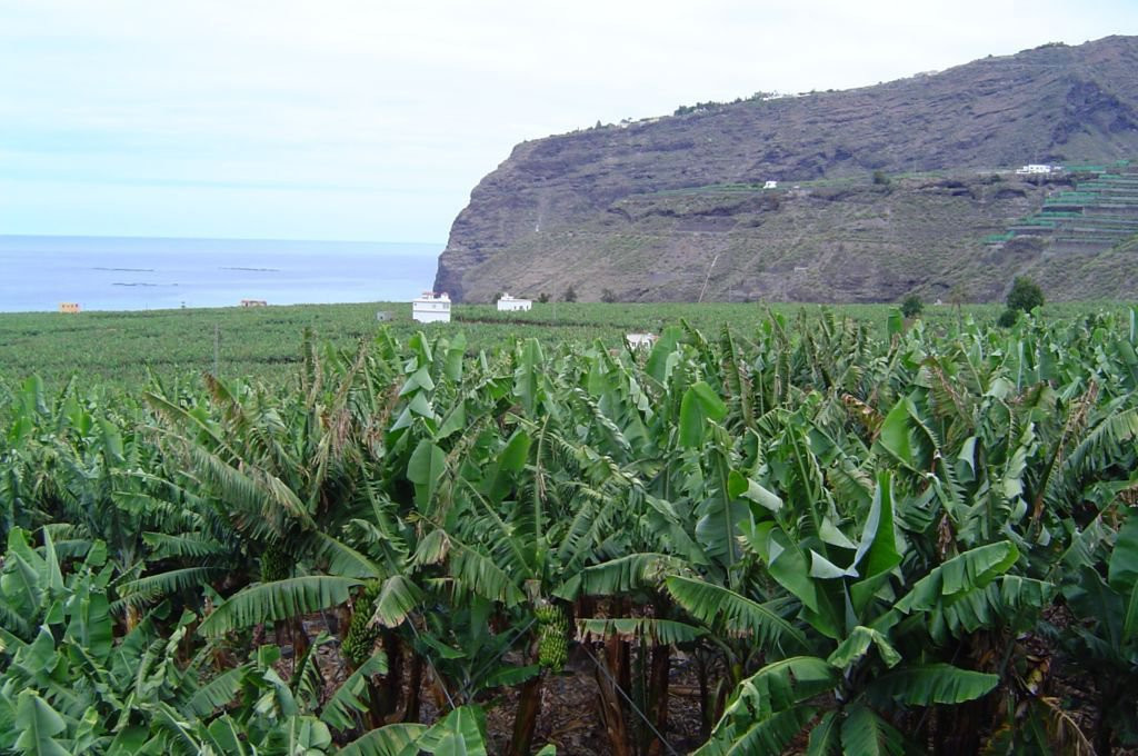 Тасакорте, Ла-Пальма остров, Канарские острова, фото № 32176 – фотографии Канарских островов