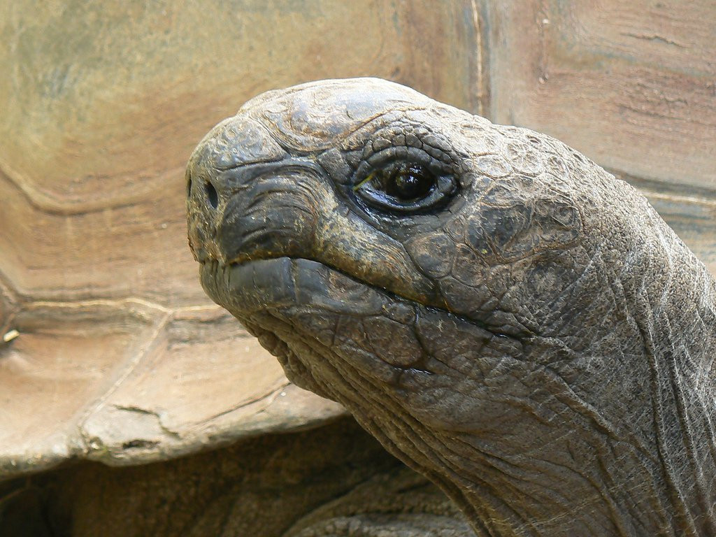 Черепаха Альдабра. Фото 1 – фотографии Сейшельских островов