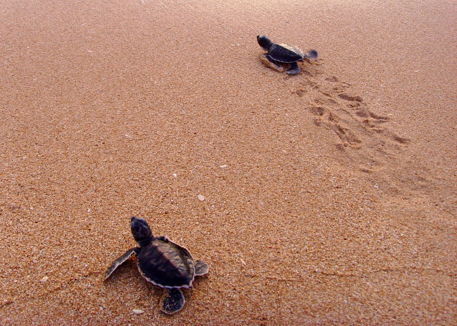 Черепашки на пляже Косгоды – фотографии Шри-Ланки
