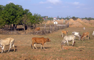 Животные в Кампонгтхом, Камбоджа – фотографии Камбоджи