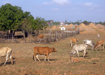 Животные в Кампонгтхом, Камбоджа – фотографии Камбоджи